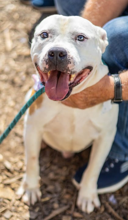 Photo of Bryson, adoptable dog in Chamblee, Georgia