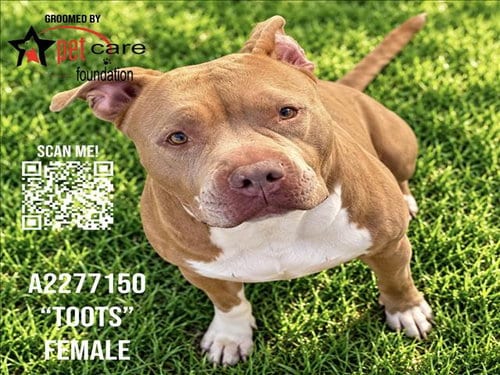 Photo of Toots, adoptable Pit Bull Terrier in Los Angeles, California