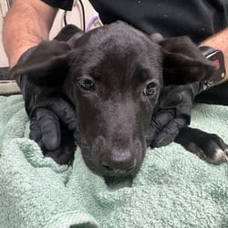 Photo of Lampshade, adoptable Shepherd (Unknown Type) Mixed Breed (Medium) in Lakeland, Florida