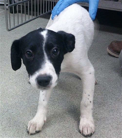 Photo of A480653, adoptable Staffordshire Bull Terrier in Oklahoma City, Oklahoma