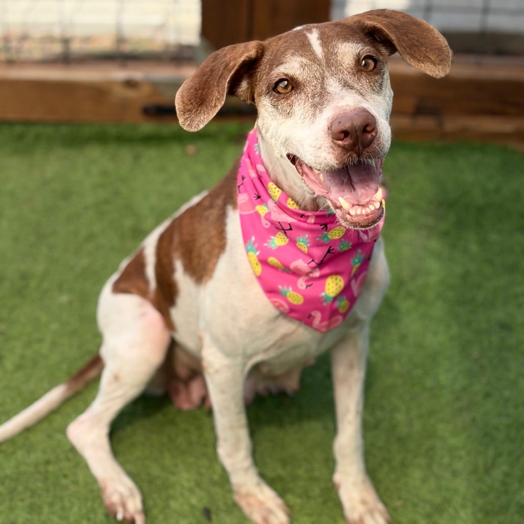 Photo of Gracie 26-09-012, adoptable Pointer / Mixed Breed (Medium) in Bastrop, Texas