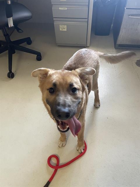 Photo of Prince, adoptable Australian Kelpie in Santa Cruz, California