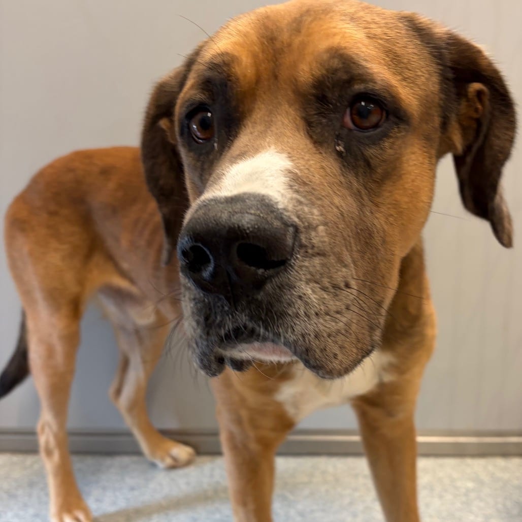 Photo of Filbert, adoptable Mastiff / Mix in Spartanburg, South Carolina