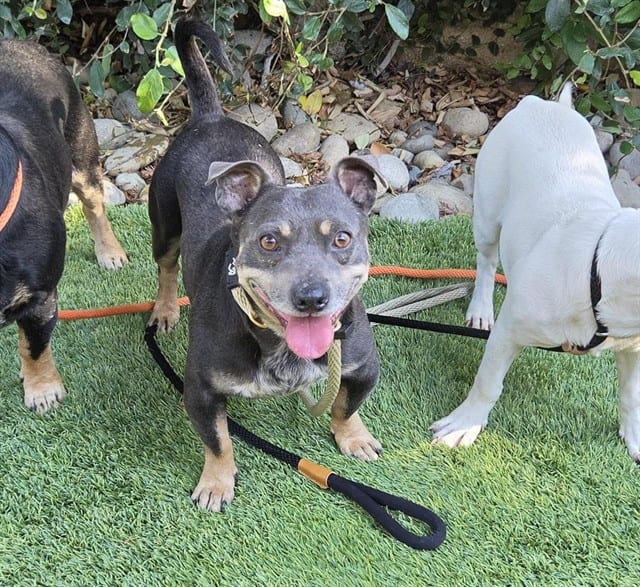 Photo of Crunch, adoptable Chihuahua - Smooth Coated mix in San José, California