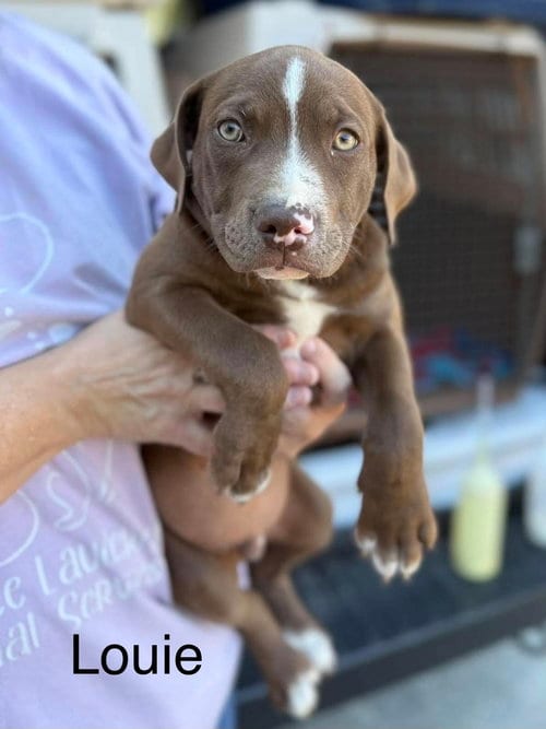 Photo of Louie (Seven Wonders 2026), adoptable Pit Bull Terrier in Wenonah, New Jersey