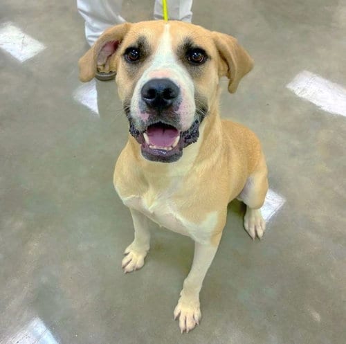 Photo of Troubadour "Tru", adoptable Labrador Retriever in Alexander, Arkansas