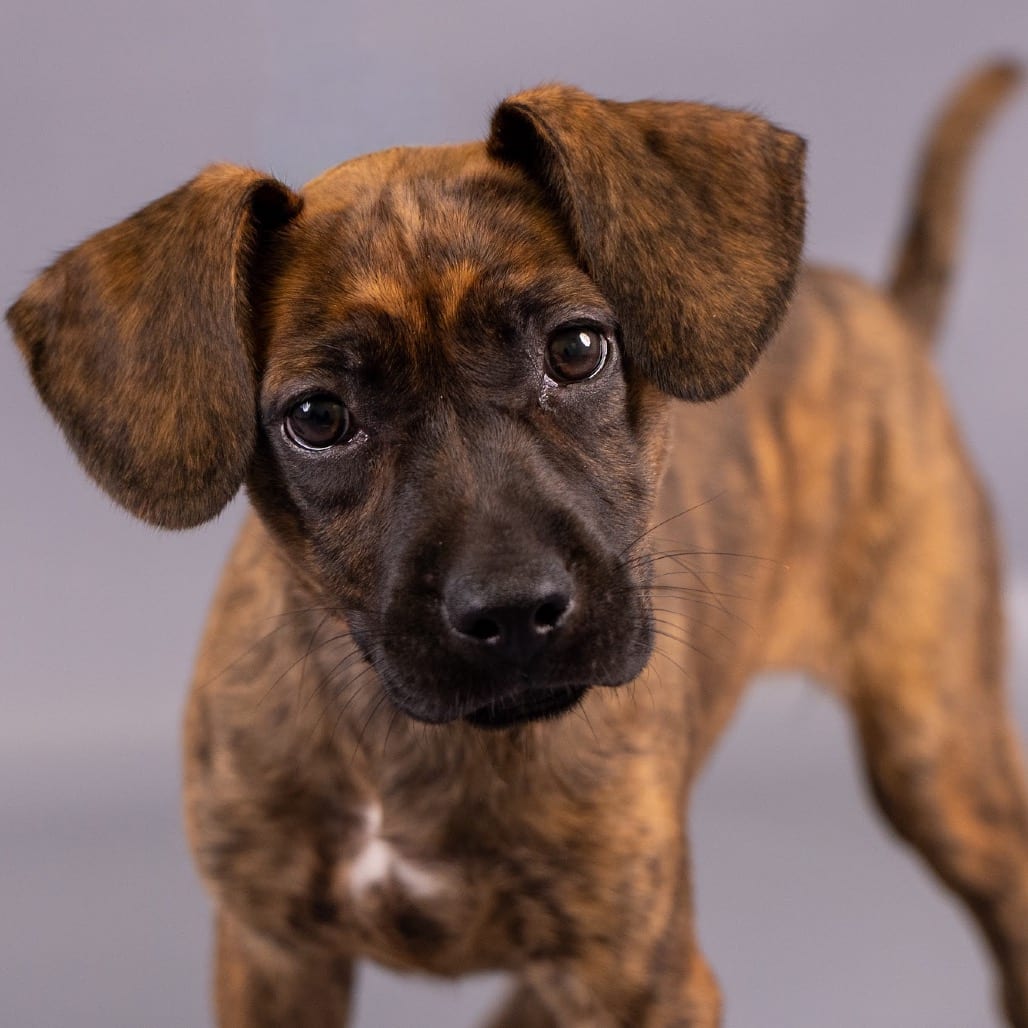 Photo of Chica D12499, adoptable Retriever, Labrador / Shepherd, Dutch in Princeton area, Minnesota