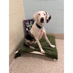 Photo of Swayze, adoptable Treeing Walker Coonhound in Brighton, Colorado