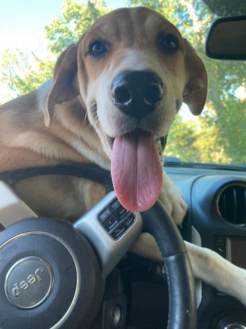 Photo of LLP Trixie : Banjo, adoptable Retriever in Aurora, Indiana