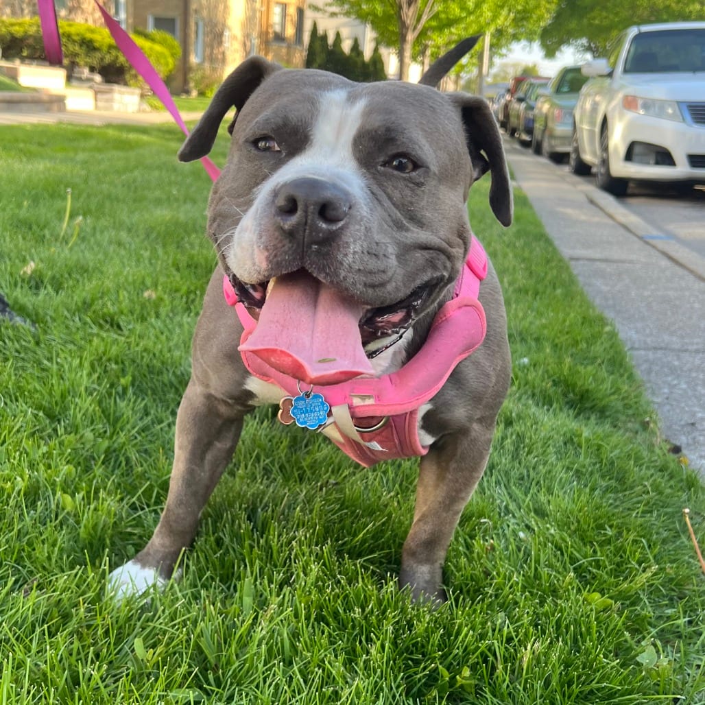 Photo of Jean - Home to Home, adoptable Bulldog, American in South Elgin, Illinois
