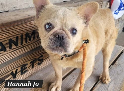 Photo of Hannah Jo, adoptable French Bulldog in St Clairsville, Ohio