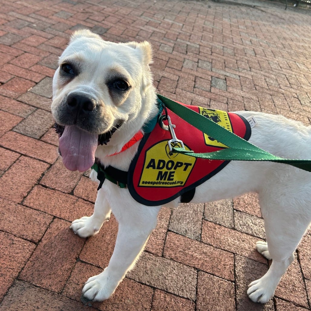 Photo of Corto, adoptable Pug / Beagle in Jersey City, New Jersey