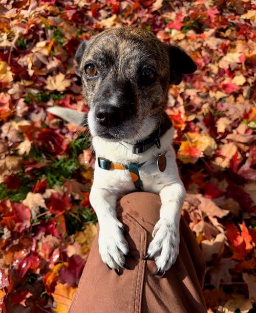 Photo of Tim, adoptable Chihuahua in Bellevue, Washington