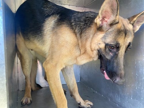 Photo of Mr Bernie, adoptable German Shepherd Dog in Garland, Texas