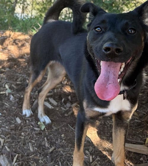 Photo of Navigator Wiggles, adoptable Australian Kelpie in Denver, Colorado
