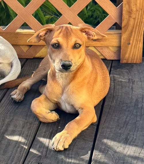 Photo of Zoe, adoptable Labrador Retriever in Virginia Beach, Virginia