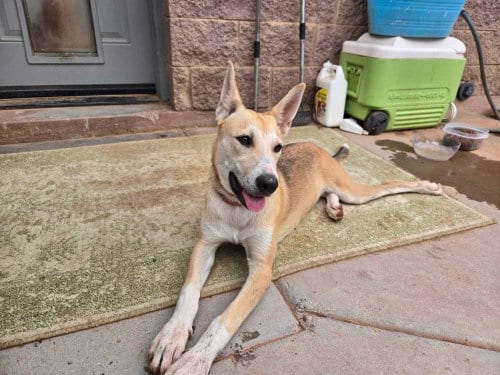 Photo of Riley, adoptable Shepherd in phoenix, Arizona