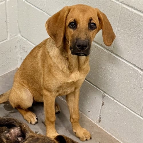 Photo of Fisher, adoptable Black and Tan Coonhound in Tavares, Florida