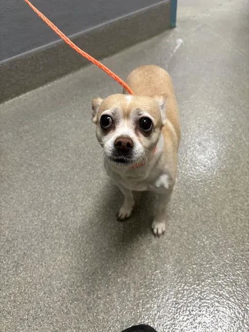 Photo of Doja, adoptable Chihuahua in Las Vegas, Nevada