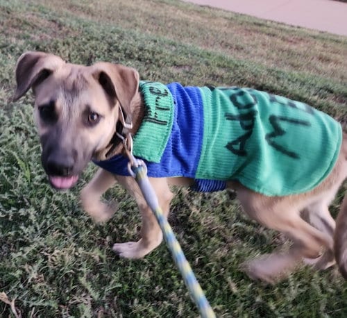 Photo of Freya, adoptable Shepherd in Crescent, Oklahoma
