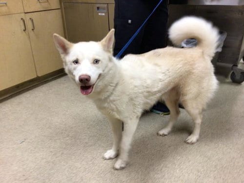 Photo of Guava, adoptable Siberian Husky in Riverside, California