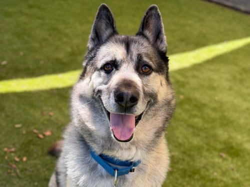 Photo of Stan, adoptable German Shepherd Dog in Martinez, California