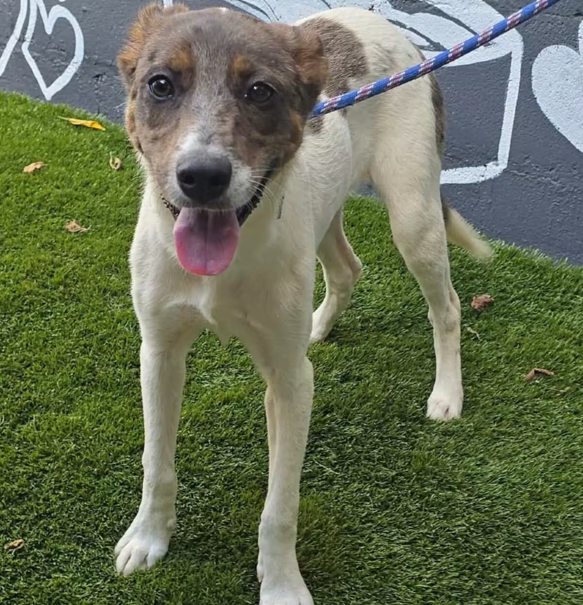 Photo of FOSTER NEEDED - Francis, adoptable Catahoula Leopard Dog/Mixed Breed (Medium) in Staten Island, New York