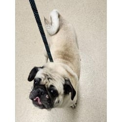 Photo of Sheba, adoptable Pug in Loveland, Colorado