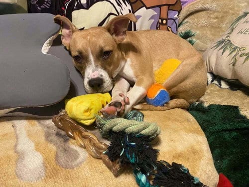 Photo of Floyd Dawgs : Orisa, adoptable Shepherd in Aurora, Indiana