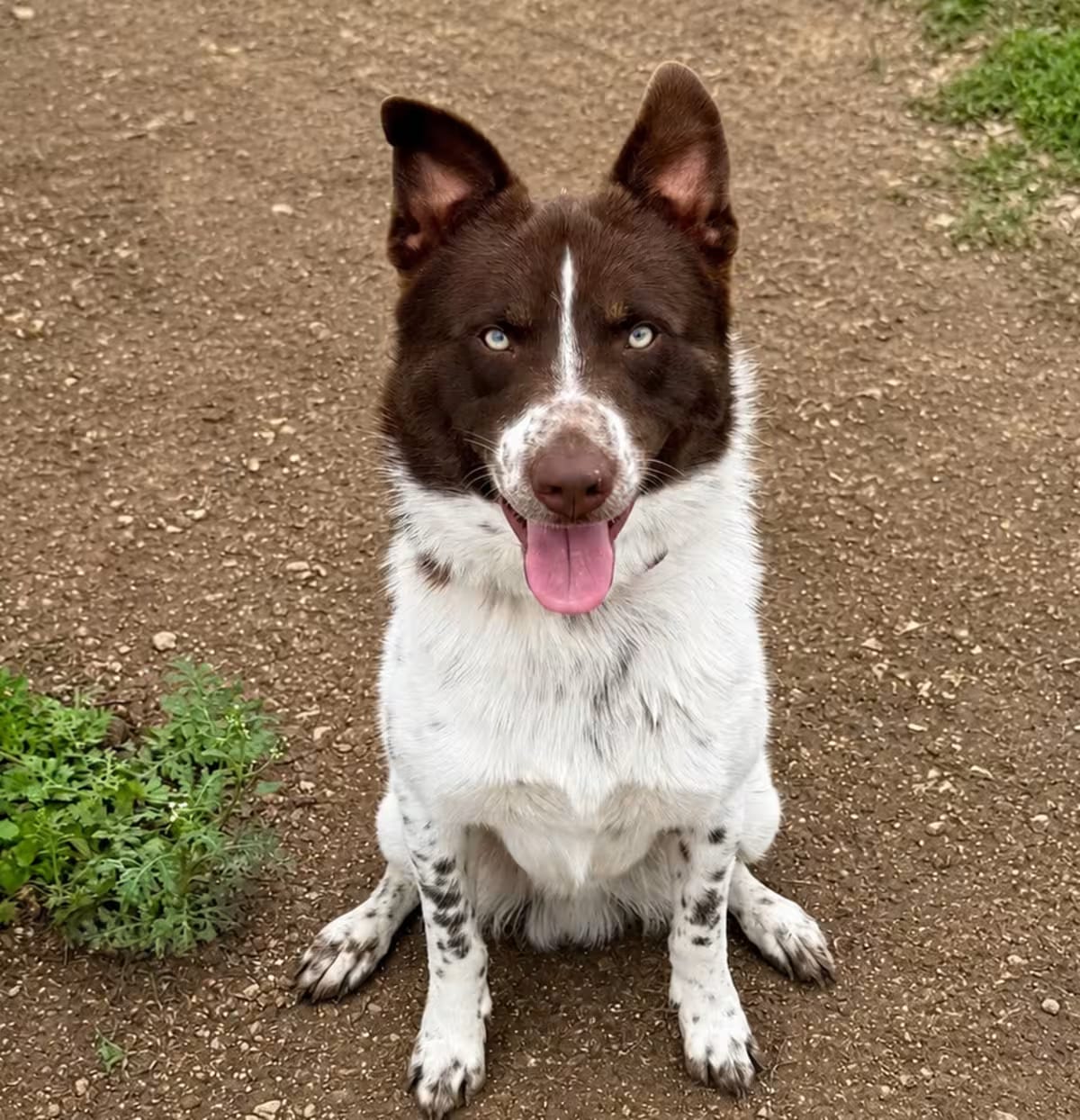 Photo of Wiley Ci, adoptable Border Collie/Australian Shepherd in Baltimore, Maryland