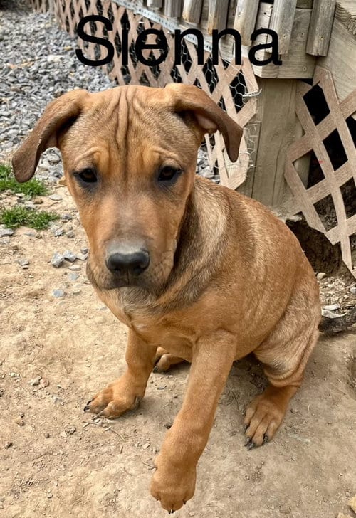 Photo of Sienna, adoptable Mountain Dog in Rutledge, Tennessee
