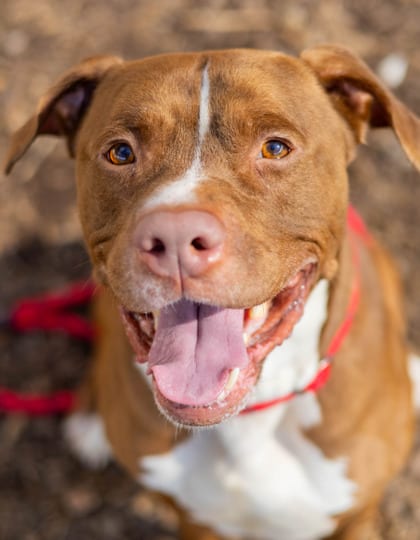 Photo of Lighthouse, adoptable dog in Chamblee, Georgia