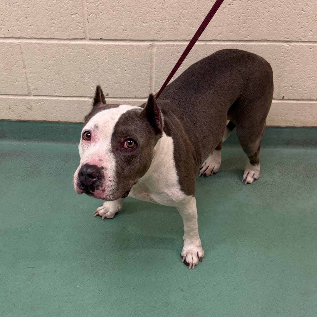 Photo of Harley Quinn, adoptable dog
