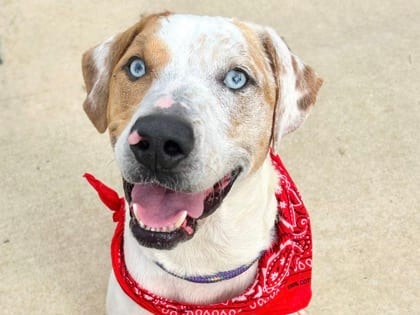 Photo of Molley, adoptable dog in Georgetown, Texas
