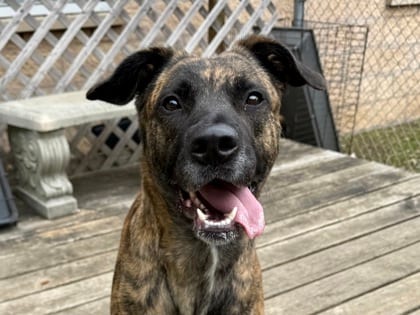 Photo of Akira, adoptable dog in Georgetown, Texas