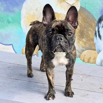 Photo of Kendall, adoptable French Bulldog in Oakland, California