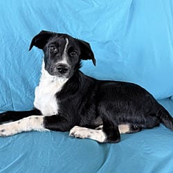 Photo of Tilly, adoptable Mixed Breed (Medium) Border Collie in Chicopee, Massachusetts