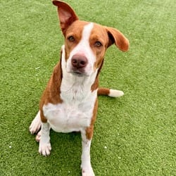 Photo of Pookie 0746, adoptable Mixed Breed (Medium) in Loxahatchee, Florida