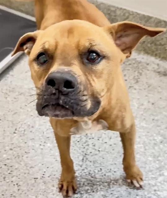 Photo of Georgie, adoptable Boxer mix in Houston, Texas