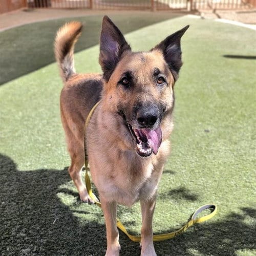 Photo of Venom, adoptable German Shepherd Dog in Las Vegas, Nevada