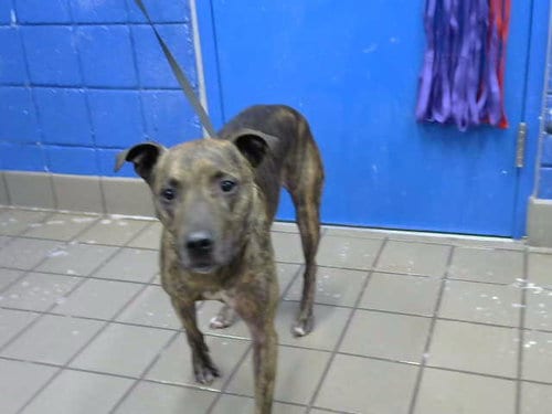 Photo of Zeke, adoptable American Pit Bull Terrier in Albuquerque, New Mexico