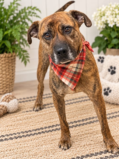 Photo of Bailey, adoptable Labrador Retriever in Mt. Laurel, New Jersey