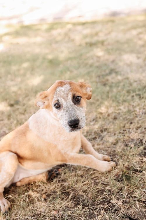 Photo of Polly, adoptable Black Mouth Cur in Rockwall, Texas