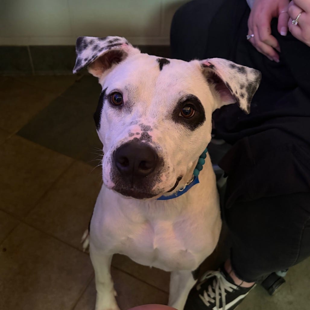 Photo of Kane, adoptable Mixed Breed (Medium) in Chattanooga, Tennessee