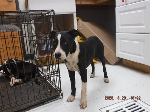 Photo of Fiona, adoptable Border Collie in Oroville, California