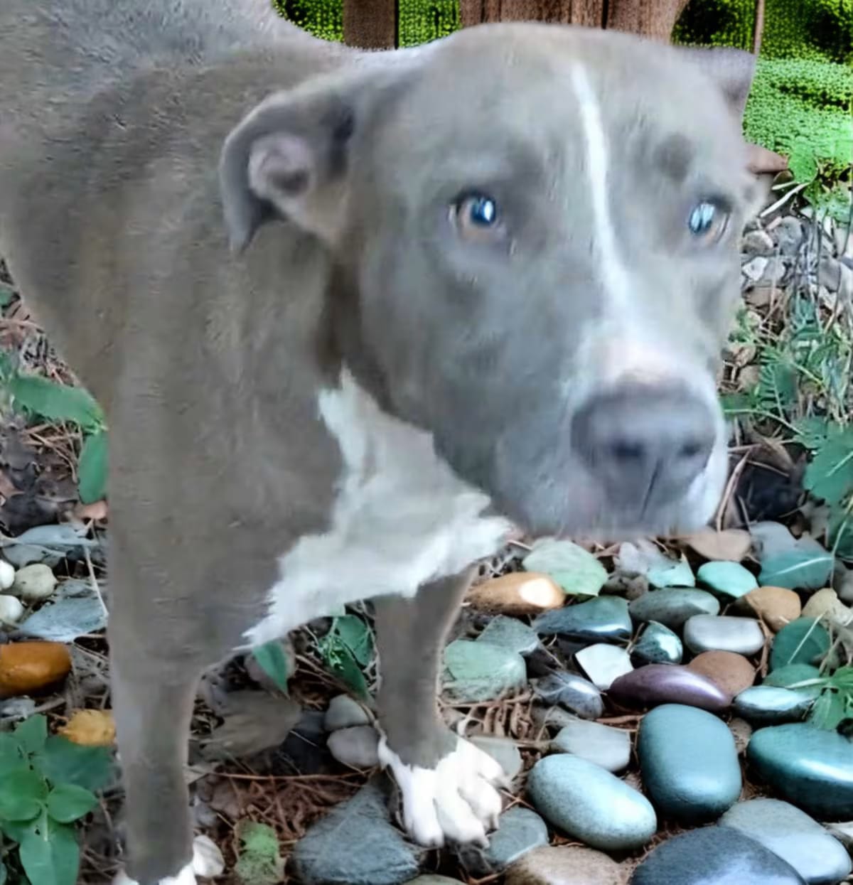 Photo of Lizzy, adoptable American Staffordshire Terrier Mixed Breed (Medium) in Cairo, Georgia