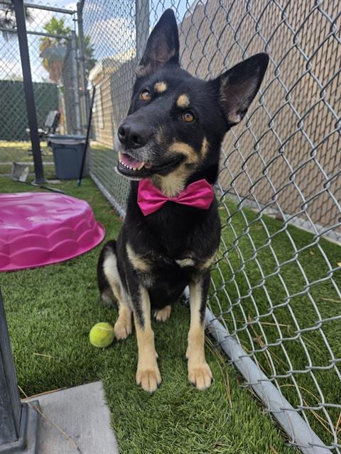 Photo of Sasha, adoptable German Shepherd Dog in Downey, California