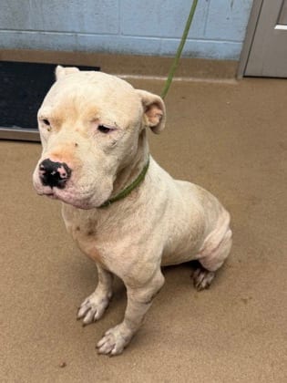 Photo of Marvo, adoptable dog in Chamblee, Georgia