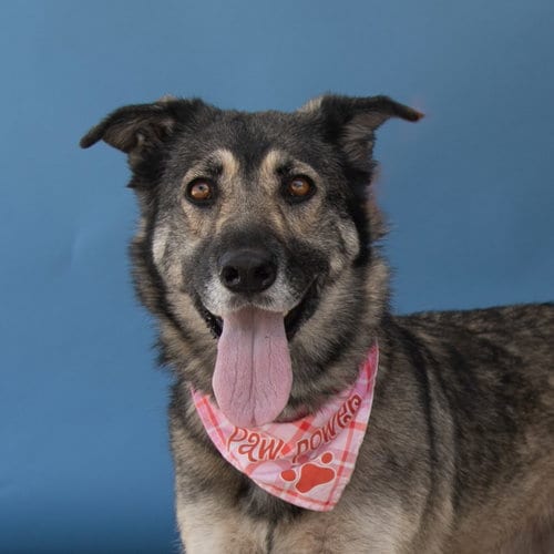 Photo of Soairse, adoptable German Shepherd Dog in Pasadena, California