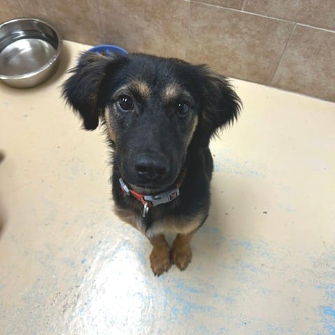 Photo of Barron, adoptable Mixed Breed (Medium) in Cape Girardeau area, Missouri